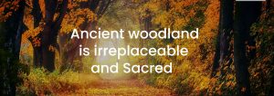 UK Charity PR Agency and Promotions Agency Quite Great Ancient Woodlands Campaign