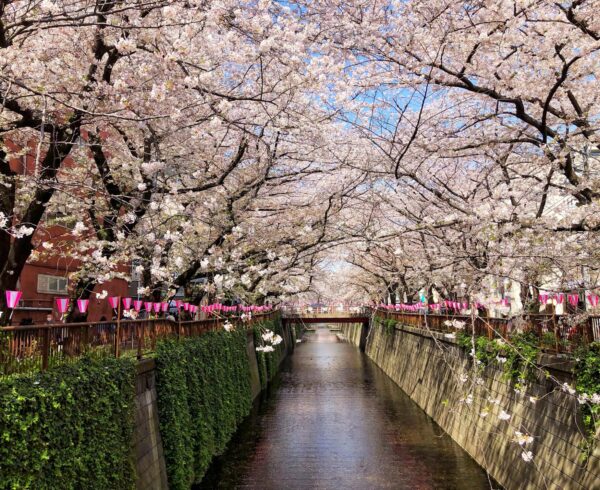 cherry-blossom-in-japan-photograph