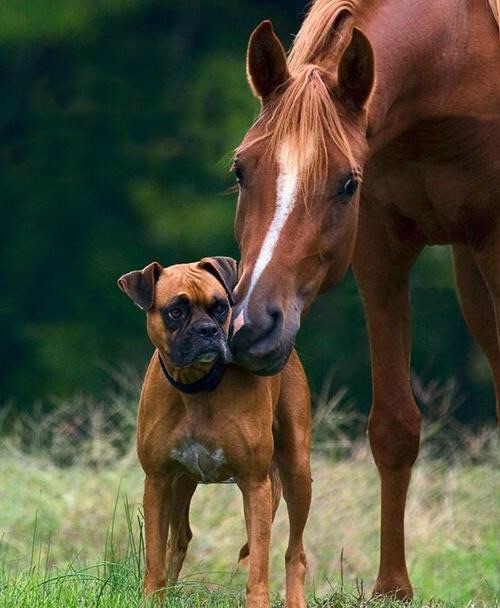 Dog with hourse