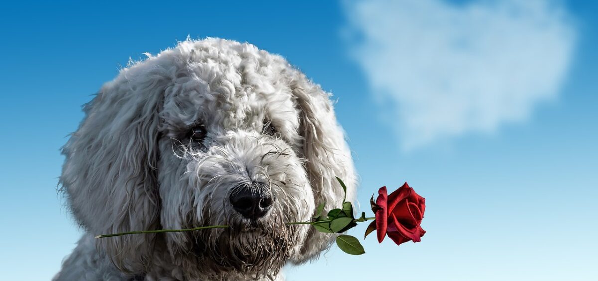 Valentine Love For Dogs